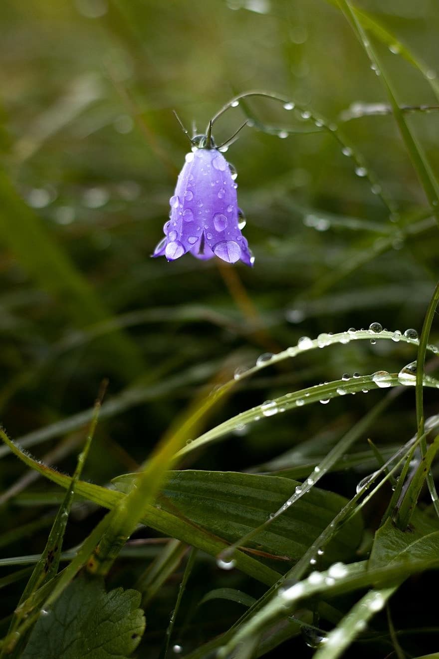 campanilla, flor Purpura, gotas de lluvia, planta, de cerca, flor, color verde, verano, hoja, macro, primavera