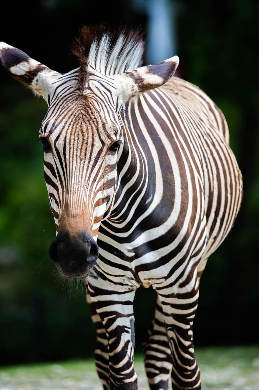 zebra, Afrika, stroperij, dieren in het wild, paard, dier, safari, natuur, zoogdier, behang, Namibië