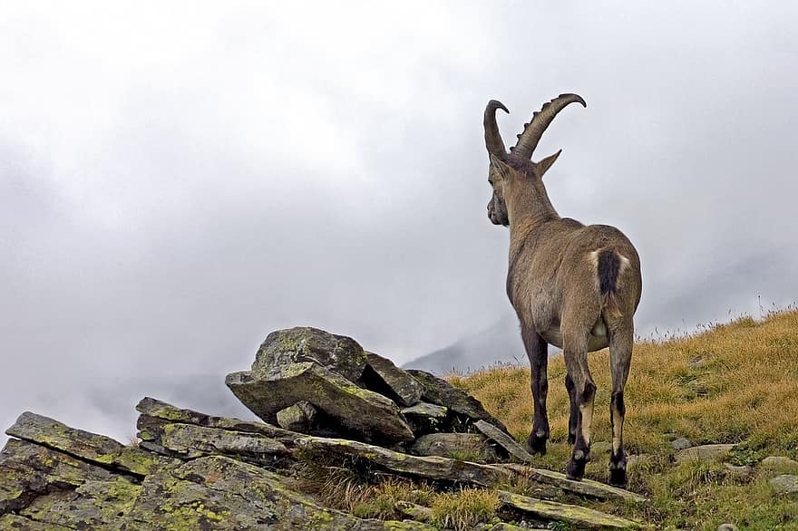 kozorožec, capra ibex, mužský, zvíře, divoký, hora, Alpy, mlha, zataženo, nadmořská výška