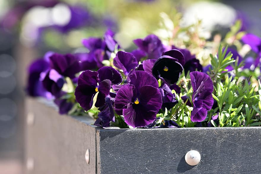 bloemen, violette bloemen, viooltjes, tuin-, de lente, detailopname, bloem, Purper, fabriek, bloemhoofd, zomer