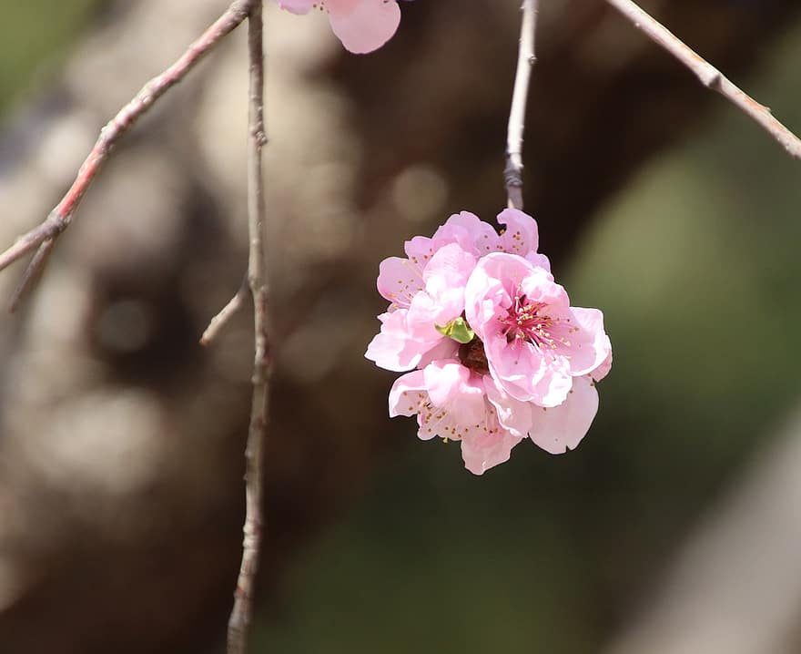 körsbärsblommor, sakura, rosa blommor, blommor, vår, flora, körsbärsträd, vårsäsong, blomma, närbild, växt