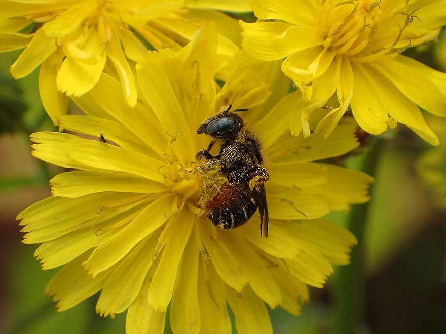 花、蜂、野生の蜂、ツツハナバチOsmiaSpinulosa、フタマタタンポ属Capillaris、受粉