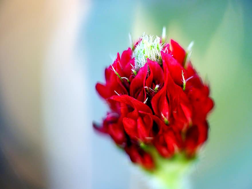 красный клевер, красные цветы, малиновый клевер, trifolium incarnatum, итальянский клевер, воплощенный клевер, цвести, природа
