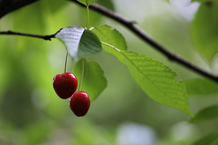 Sour Cherries, Cherries, Berries, Fruits, Cherry Tree, Spring, leaf, freshness, close-up, green color, fruit