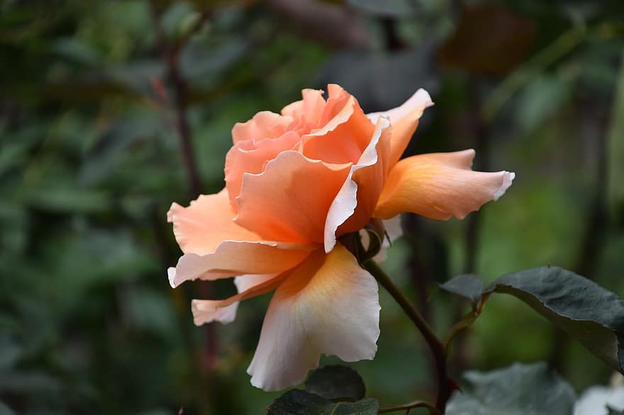 Peach, Rose, Flower, Petals, Rose Petals, Bloom, Blssom, Rose Bloom, Flora, Floriculture, Horticulture