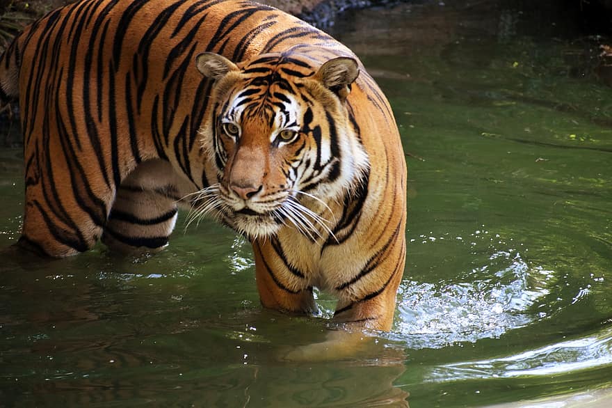 tygr, zvíře, zoo, velká kočka, pruhy, Kočkovitý, savec, Příroda, volně žijících živočichů, fotografování divoké zvěře, divoké kočky