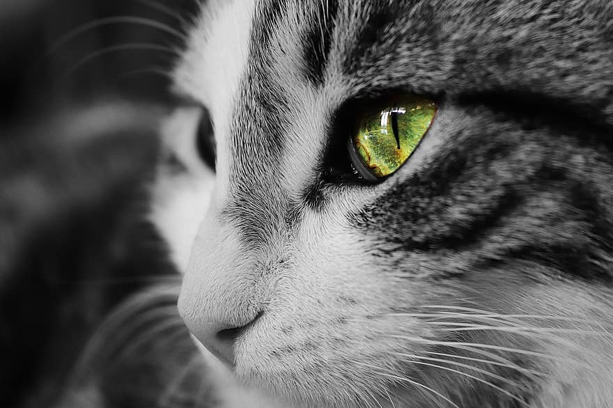 Cat, Face, Monochrome, Head, Eye, Green Eye, Whiskers, Cat's Eye, Tiger Cat, Pet, Animal