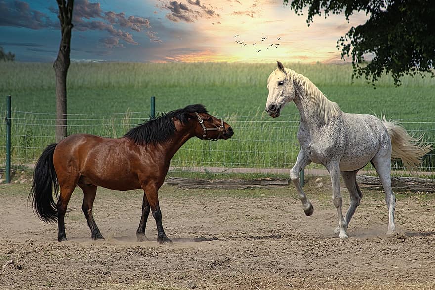 hester, to, kopling, dyr, natur, vennskap, sammen, hesthodet, pferdeportrait, dyr verden, pattedyr