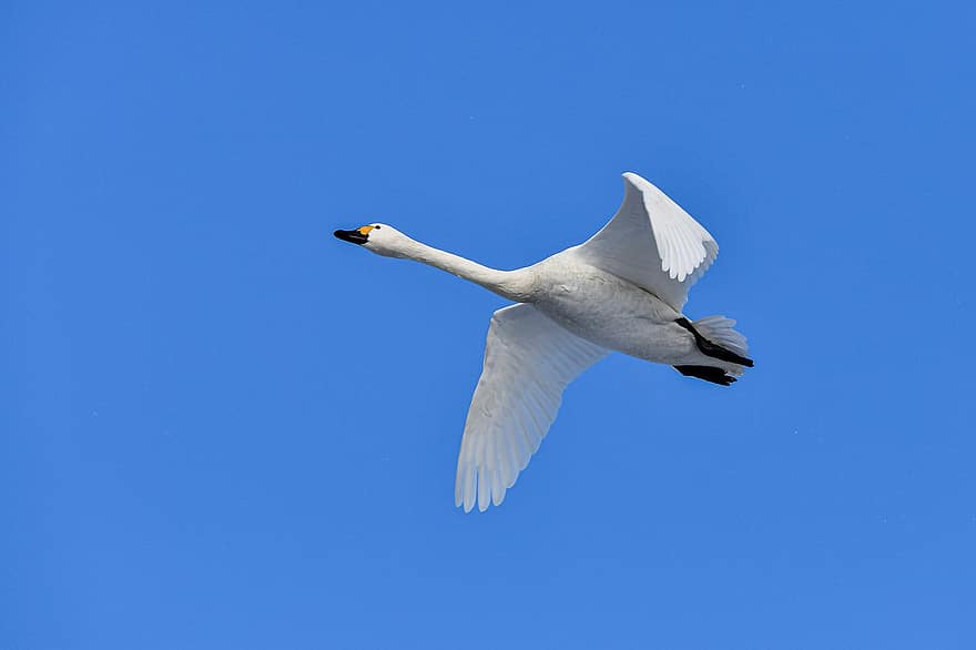 Bird, Swan, River, Wings, Waterfowl, Flying, Flight, Water, Natural, blue, feather