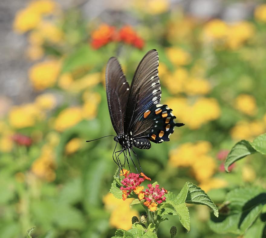 Butterfly, Swallowtail, Flowers, Insects, Pollination, Lantanas, Garden