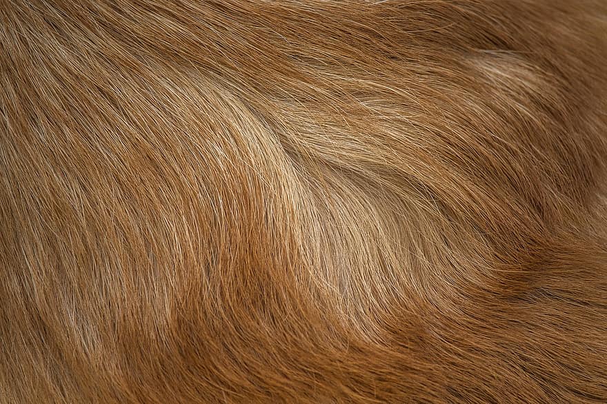 tapeta hd, Włosy Corgi, sierść psa, włosy, futro, tekstura, futrzany, piękno, długie włosy, opieka, brązowy