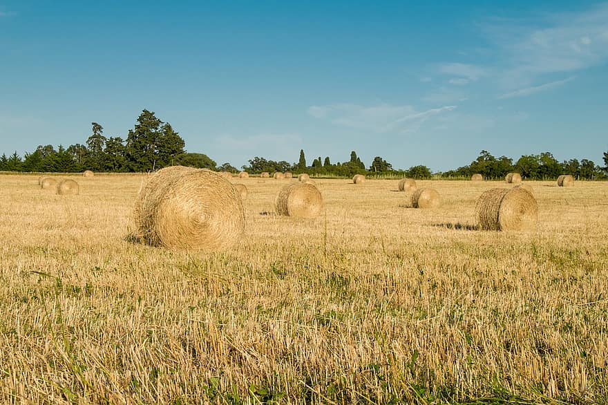 campo, hierba, agricultura, granja, naturaleza, al aire libre, Rools, rural, Paja, Uruguay