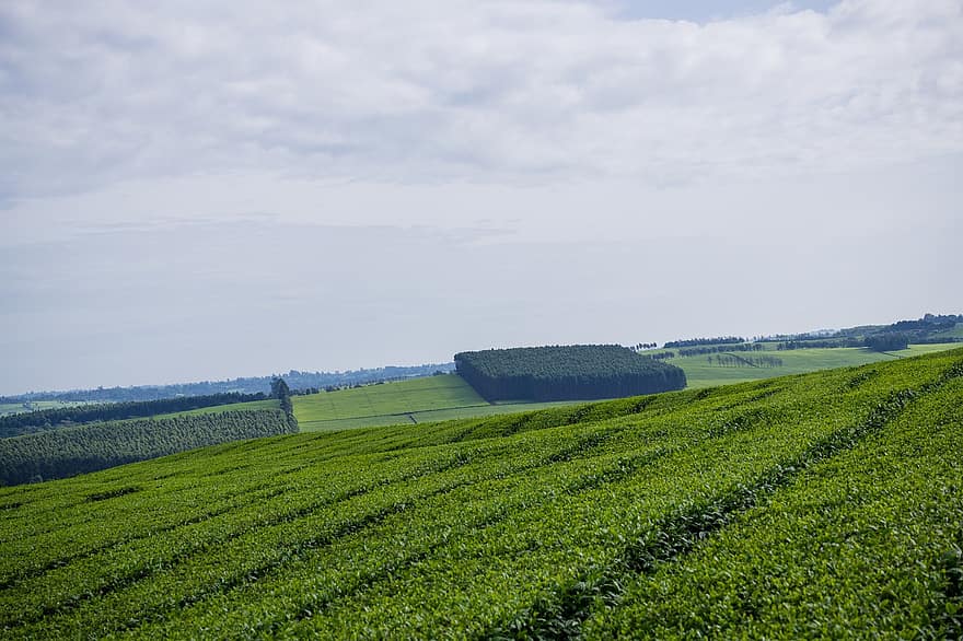 plantare de ceai, Kenia, agricultură, natură, fermă, mediu rural, rural
