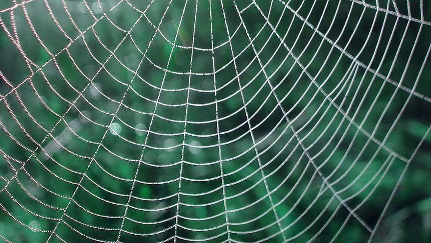 jaring laba-laba, titik embun, alam, Latar Belakang, makro, laba-laba, embun, tidak ada orang, penurunan, abstrak, merapatkan