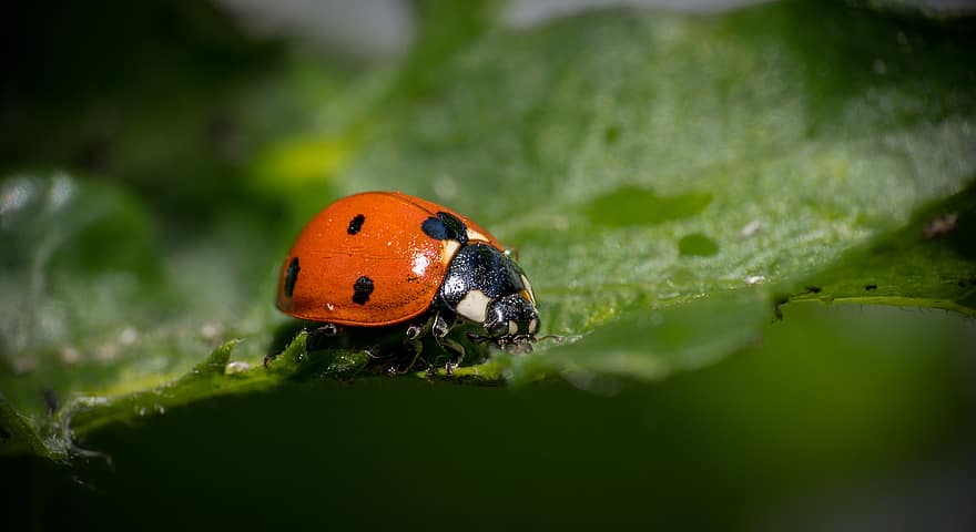 mariehøne, ladybird beetle, insekt, entomologi, natur, tæt på, grøn farve, makro, plante, forår, sommer