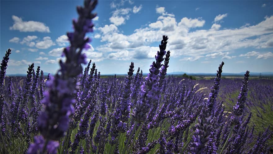 lavender, bunga-bunga, bidang, tanah pertanian, lavandula, alam, flora, menanam