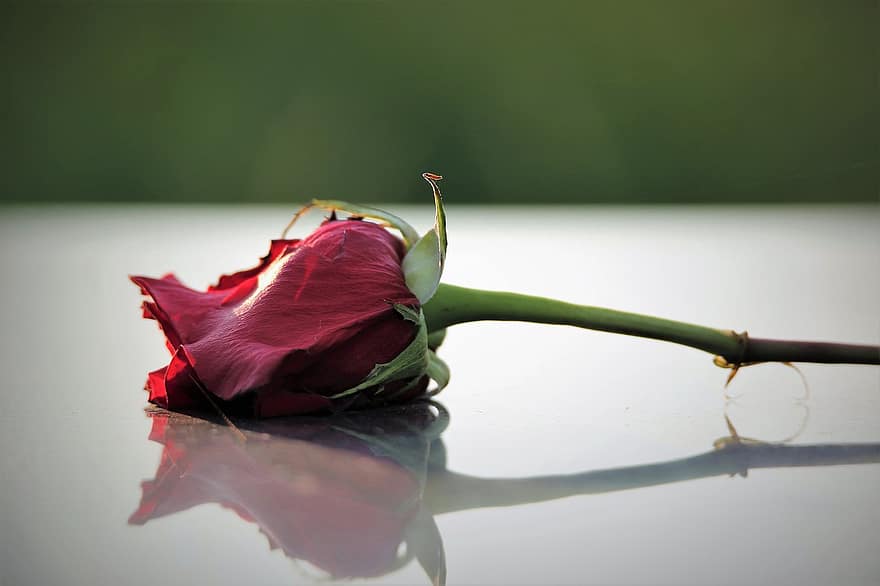 Rote Rose am Grab, Liebessymbol, schwarzer Marmor, Beileid, Erinnern, fehlt, Traurigkeit, Grabstein, Reflexion, Friedhof, Natur