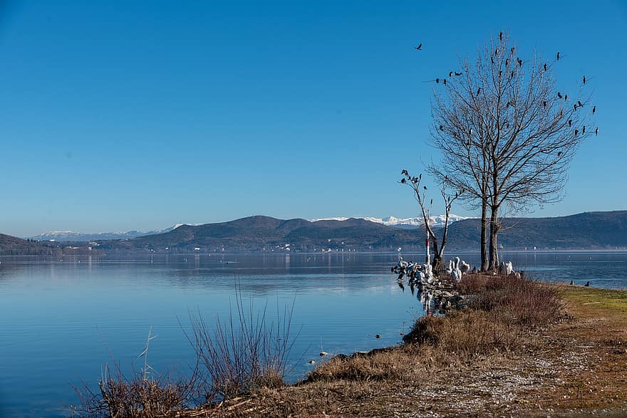 lac, păsări, natură, munţi, copac, cocoțat, pe malul lacului, iarnă, rece, pitoresc, Kastoria