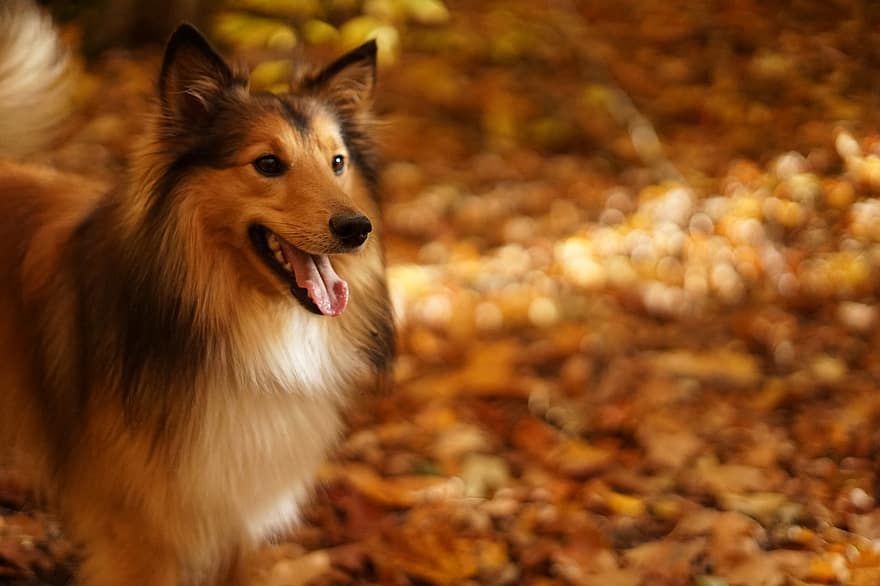šuo, gyvūnas, žavinga, gyvūnams, pobūdį, linksma, laimingas, mielas, Šetlando aviganis, aviganis, rudenį