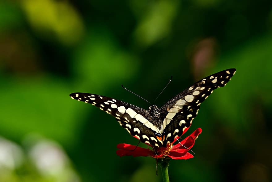 vápno motýl, motýl, hmyz, listy, křídla, rostlina, zahrada, Příroda