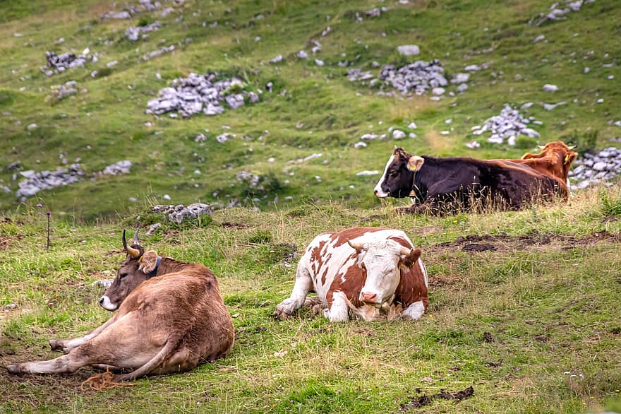 αγελάδες, βοοειδή, λιβάδι, βουνά, φύση, ξαπλωμένη, γεωργία, allgäu