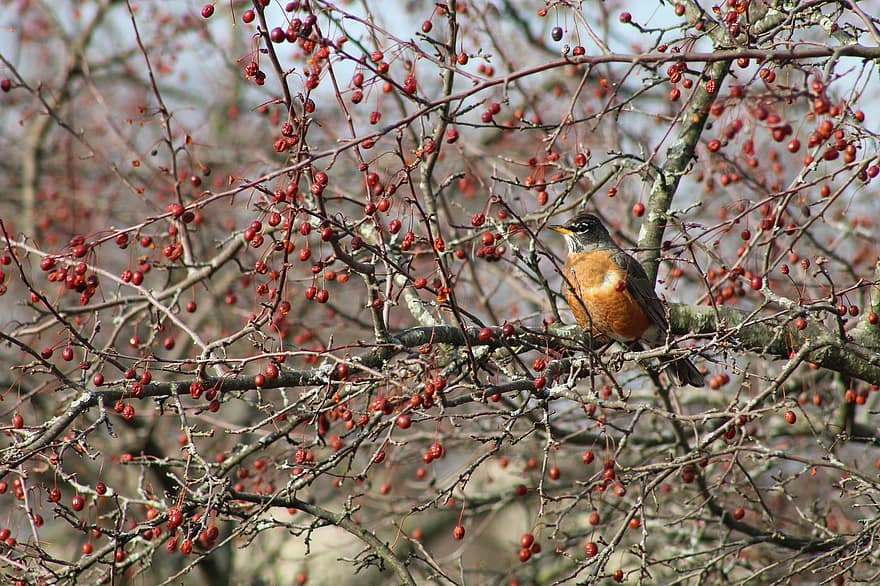 Bird, Robin, Berries, Tree, Spring, Blossom, branch, animals in the wild, beak, feather, close-up