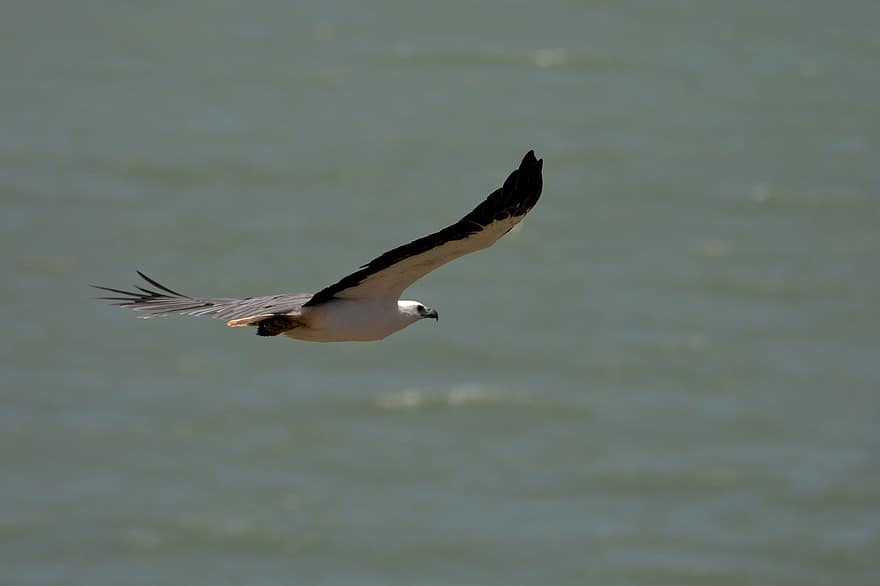 àguila, Sri Lanka, wilpattu, gris, ocell, vida salvatge, salvatge, volant, naturalesa