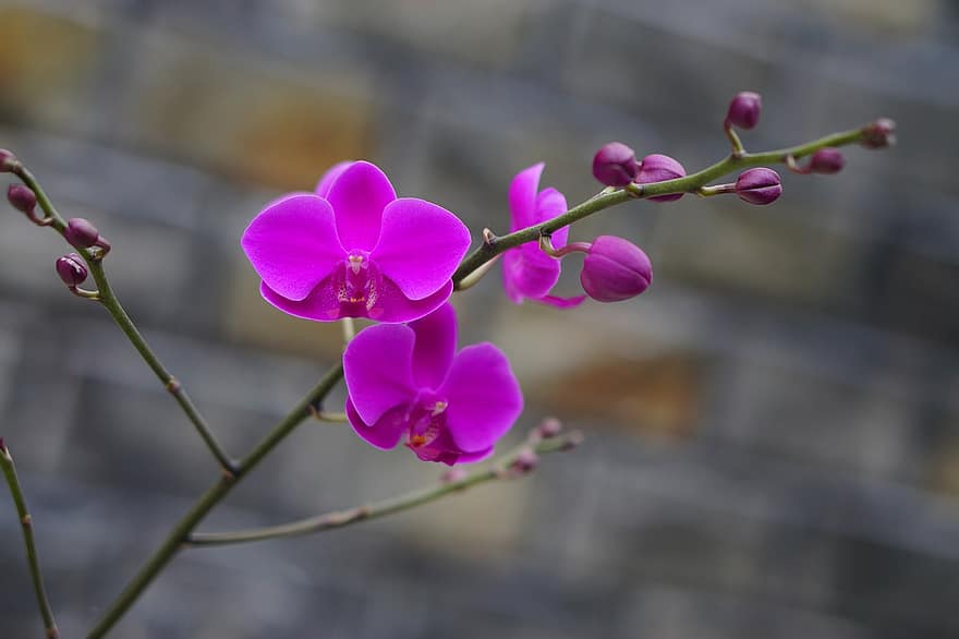 orhidejas, ziedi, purpura ziedi, ziedlapiņām, purpura ziedlapiņas, zied, zieds, flora, orchidaceae, augiem, ziedoši augi