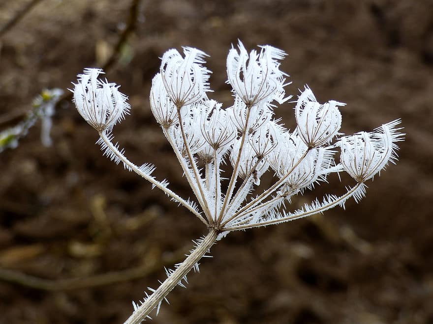 Wild Carrot, Flowers, Frost, Ice, Snow, Plant, Wildflowers, Winter, close-up, leaf, macro