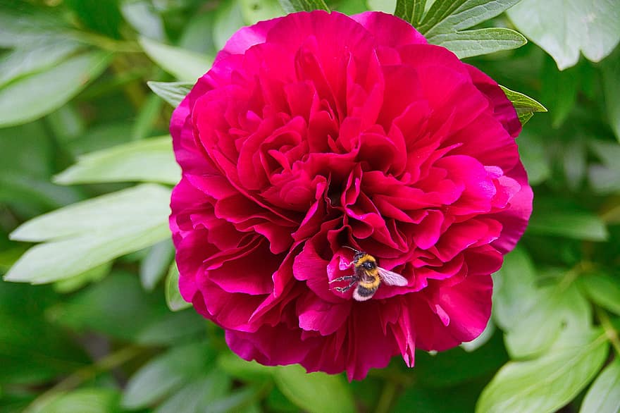 peònia, rosa, abella, insecte, pol·linitzar, polinització, peònia rosa, flor, flor rosa, pètals, pètals de color rosa
