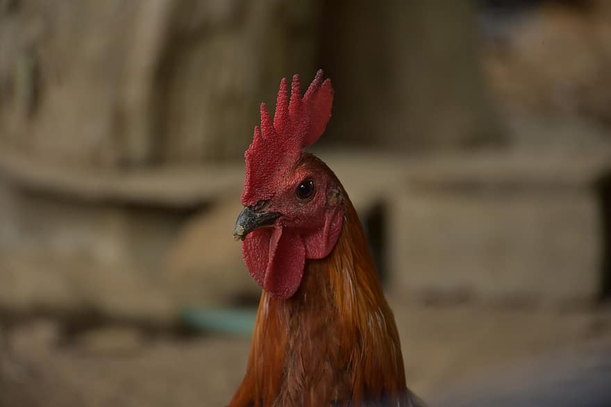Chicken, Rooster, Poultry, Cock, Cockscomb, Beak, Animal, Fowl, Brown Chicken
