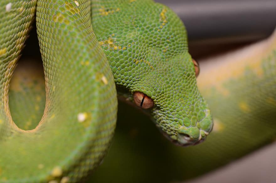 grønn tree python, slange, python, grønn, reptil, dyr, natur, skapning, Snakehead, hode