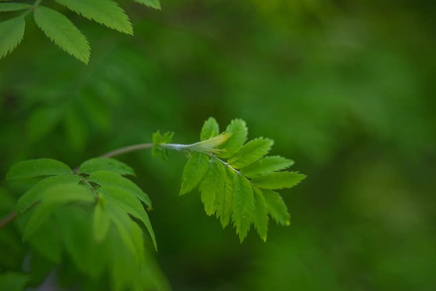 Rowan, Mountain Ash, Leaves, Foliage, Spring, Nature, leaf, green color, plant, close-up, macro
