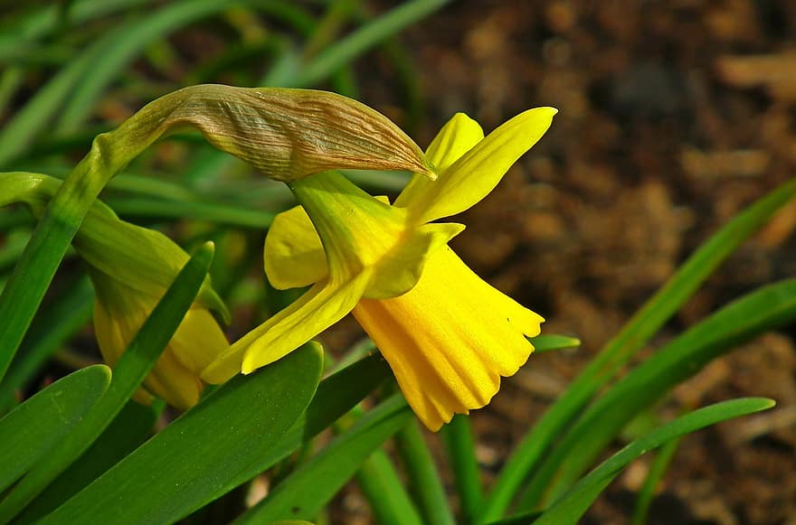 påskelilje, blomst, anlegg, Narcissus, gul blomst, hage, vår, blad, grønn farge, nærbilde, gul