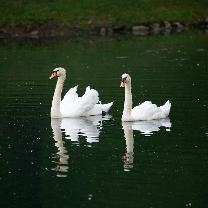 cisne, cisne mudo, cisnes, Pareja, cisne blanco, lago, nadando, cuadrado, linda, amor, hermoso