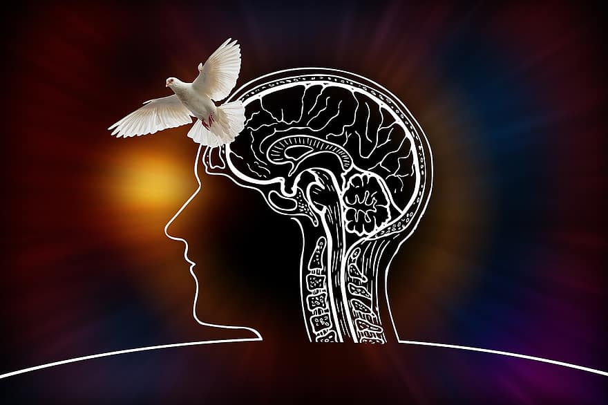 kepala, otak, merpati, cahaya, pikiran, berpikir, psikologi, semangat, memahami, tengkorak, ide