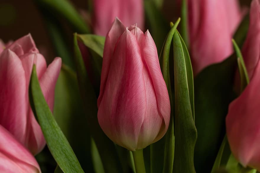 tulpės, gėlės, augalai, rožinės tulpės, žiedlapių, žydi, flora, pobūdį, tulpė, gėlė, augalų