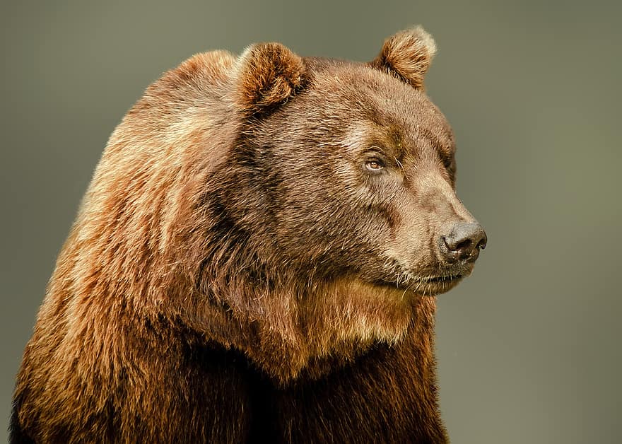 bjørnen, brunbjørn, Bjørn, portrett, dyr, dyreportrett