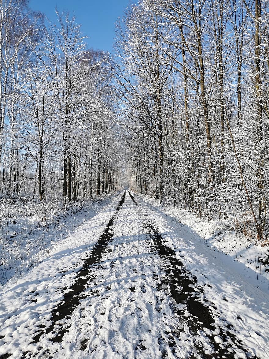 talvi-, Puut, tie, katu, renkaiden jäljet, paljaat puut, huurre, woods, metsien, metsä, luminen