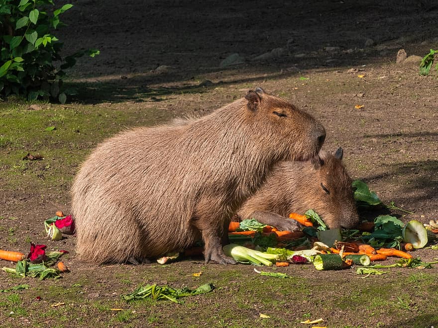 Capybara, rongeur, animaux, alimentation, faune, herbivores, mammifères, en mangeant, des légumes