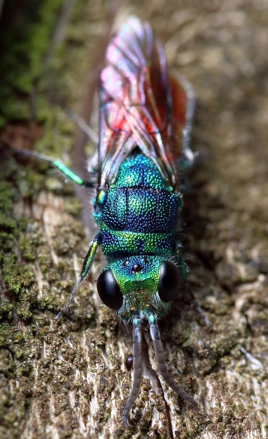 Ruby Tailed Wasp, Cuckoo Wasp, Metallic, Insect, Colourful, Iridescent, Nature