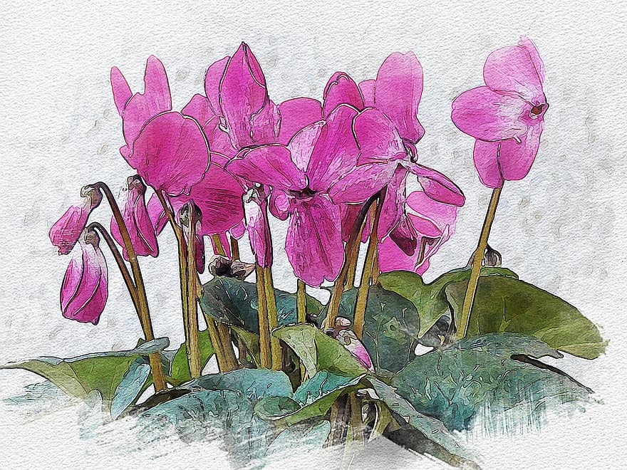 Cyclamen, Flowers, Ornamental Plant, Purple Flowers, Blossom, Bloom, Flower Painting, Flora, Painting, Watercolor