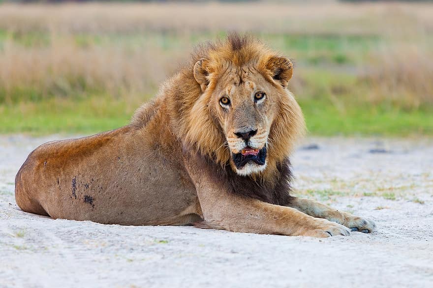 lejon, djur-, safari, däggdjur, manlig, stor katt, rovdjur, vilda djur och växter, vildmark, fauna, natur