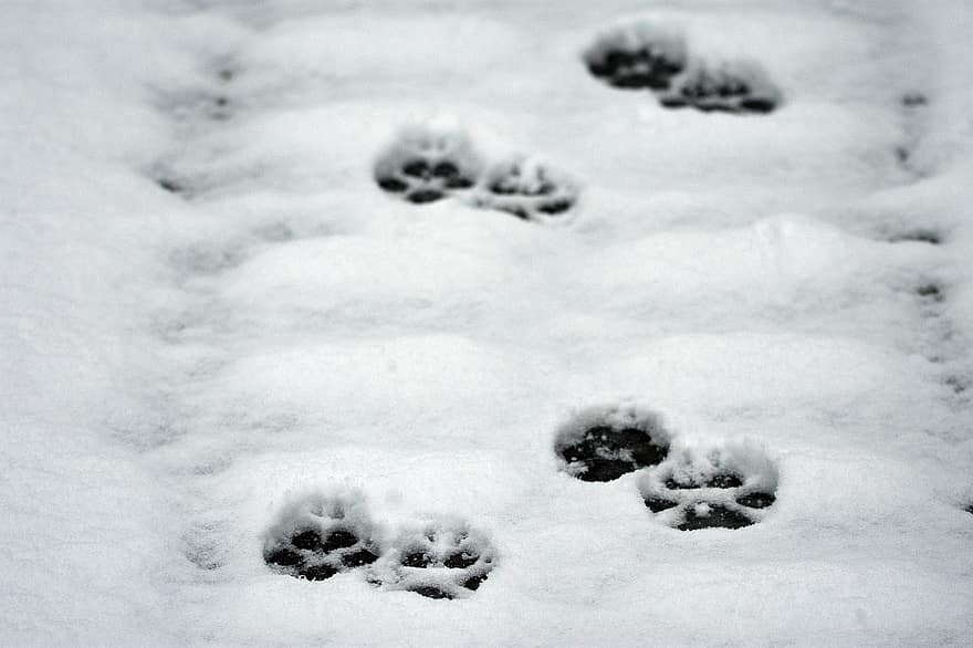 Wolf Track, Traces, Wolf, Nature, footprint, dog, snow, winter, walking, track, imprint