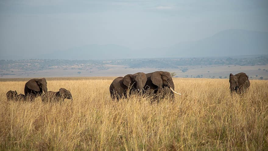 слонове, животни, сафари, бозайници, диви животни, дивата природа, фауна, пустиня, природа, Кидепо, Уганда