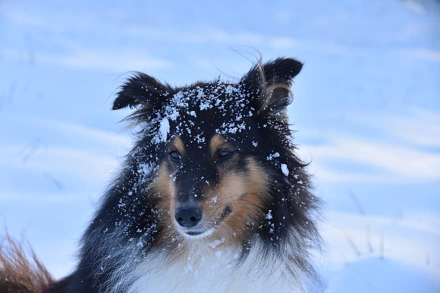 sheltie, hund, sne, shetland sheepdog, kæledyr, dyr, husdyr, hunde, pattedyr, nuttet, vinter