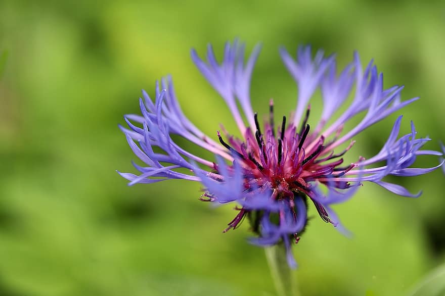 knapweed, muncitor de munte, cianus montana, petale, floare albastră, floare, plantă, inflori, a inflori, a închide, vară