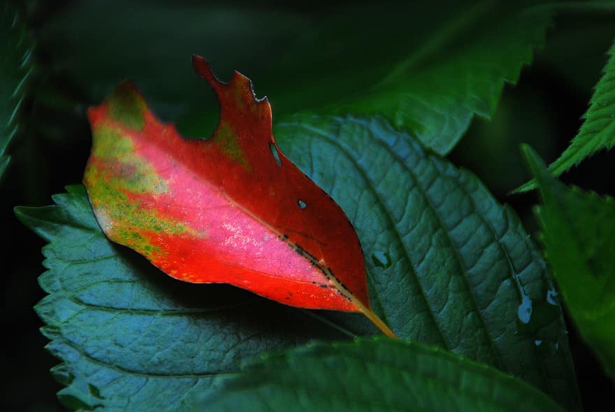 листа, шума, растение, червени листа, есен, падане, естествен, гора, природа, макро
