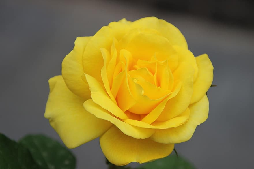 Роза, желтая роза, цветок, желтый цветок, завод, цветущее растение, декоративное растение, цветение, цвести, лепестки, сад