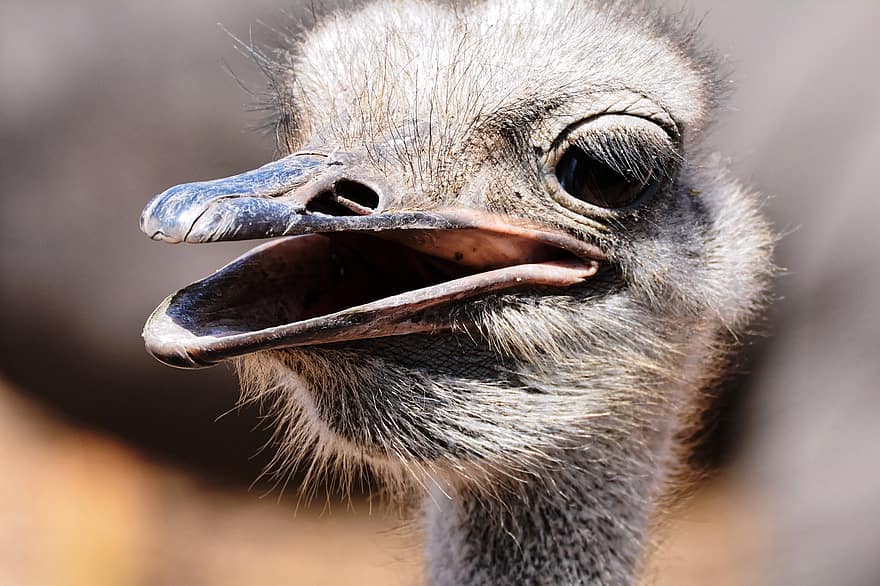 Ostrich, Bird, Beak, Feathers, Plumage, Fur, Furry, Reserve, Senegal